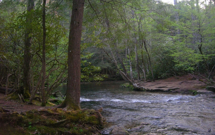 Abrams Creek Near Trailhead
