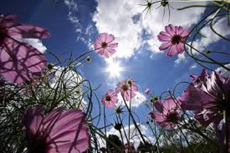 field-flowers hartmans flowers